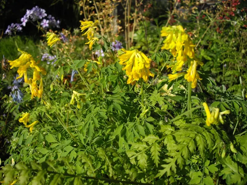 Yellow Corydalis (Corydalis Lutea) — Yellow Corydalis reaches a modest height of 12 to 18 inches with a similar spread; these blooms sprout above the foliage