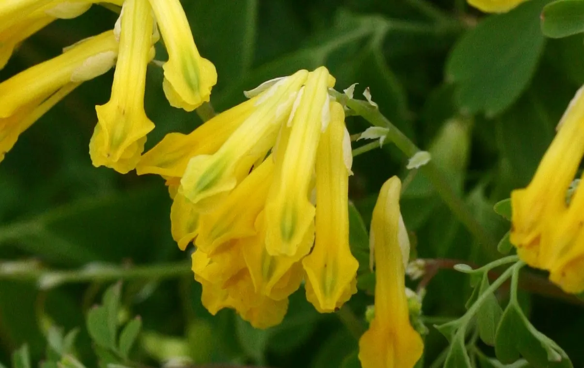 Yellow Corydalis (Corydalis Lutea) — These blooms sprout above the foliage on slender stems