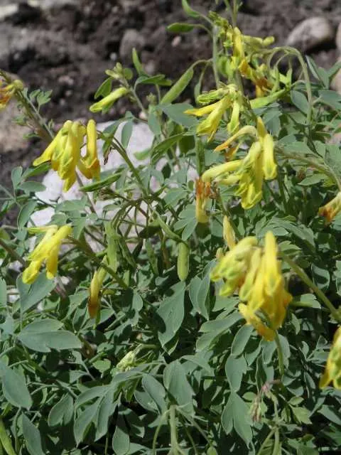 Yellow Corydalis (Corydalis Lutea) — Moreover, it readily self-seeds under optimal conditions, ensuring a continual presence in the garden; when, image 62