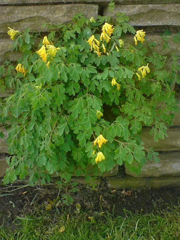 Yellow Corydalis (Corydalis Lutea) — It flourishes in USDA hardiness zones 5 through 7; perennial for half or shade, image 76