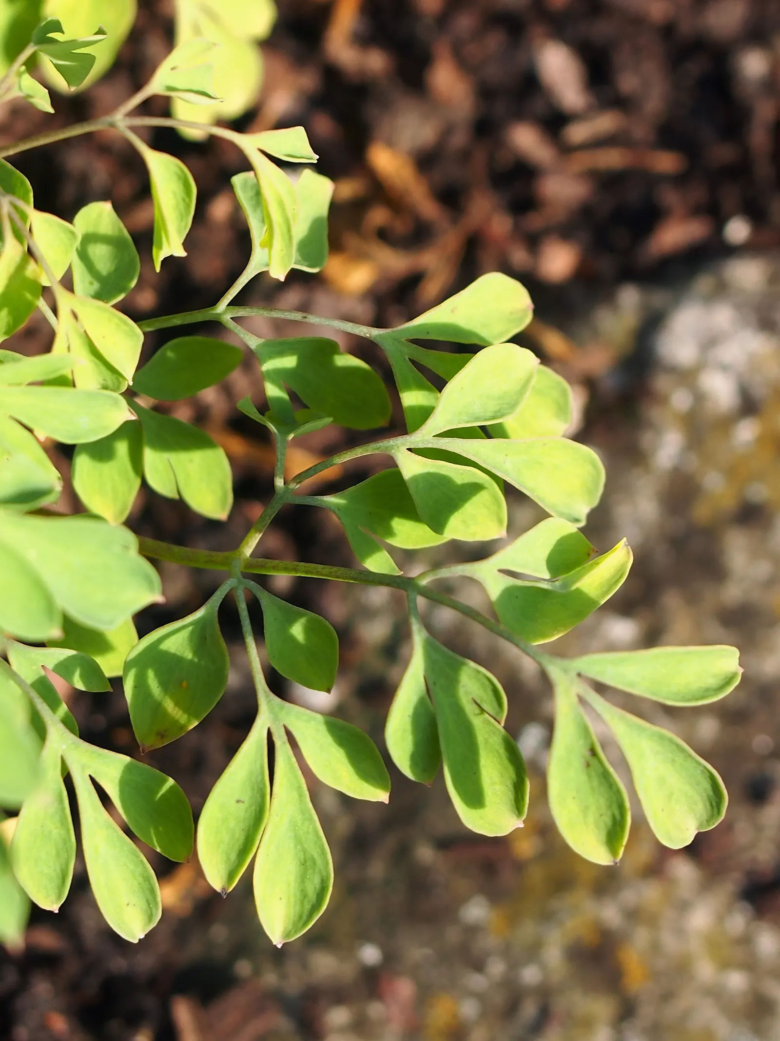 Yellow Corydalis (Corydalis Lutea) — Hardy in zones 5-7, it adapts well to a variety of soil conditions but prefers well-drained sites; yellow, image 51
