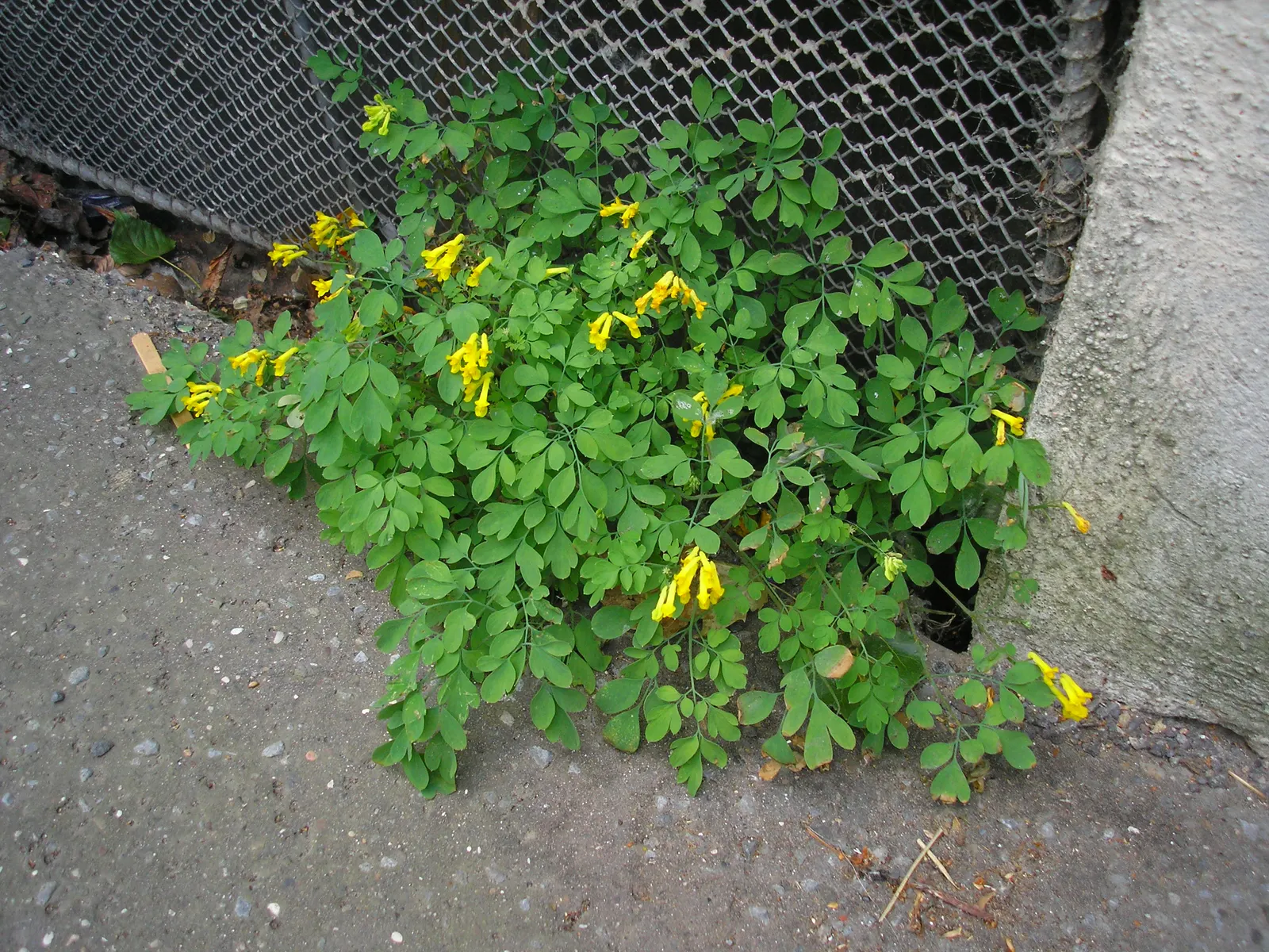 Yellow Corydalis (Corydalis Lutea) — It requires minimal care and is relatively free from diseases and pests; which is an added advantage in many, image 65