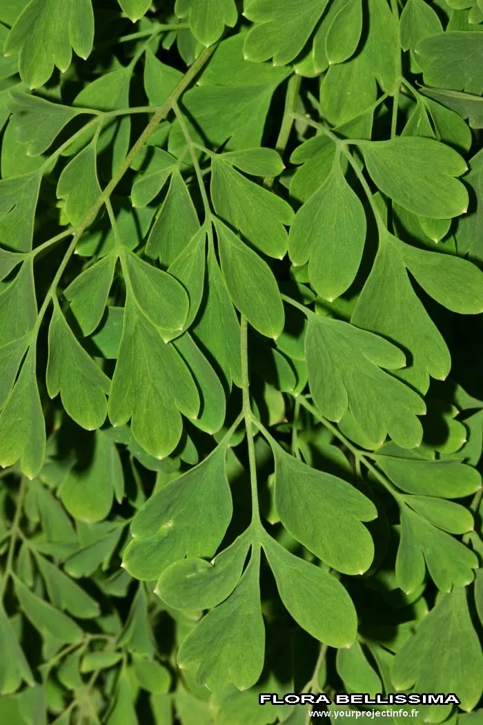 Yellow Corydalis (Corydalis Lutea) — It flourishes in USDA hardiness zones 5 through 7; perennial for half or shade