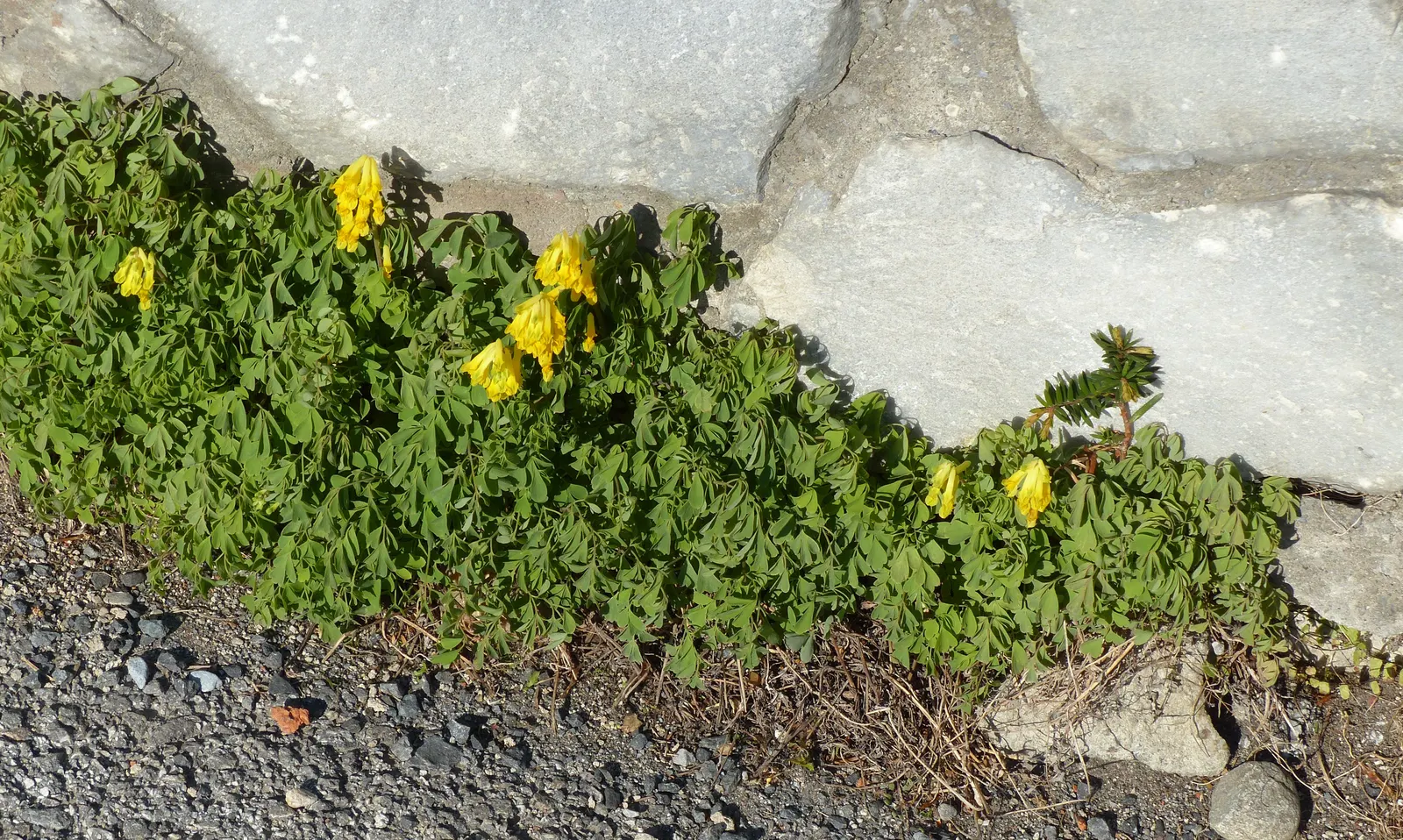 Yellow Corydalis (Corydalis Lutea) — demonstrating a robust cold-hardiness.<br><br>Typically; it flourishes in USDA hardiness zones 5 through 7, image 54