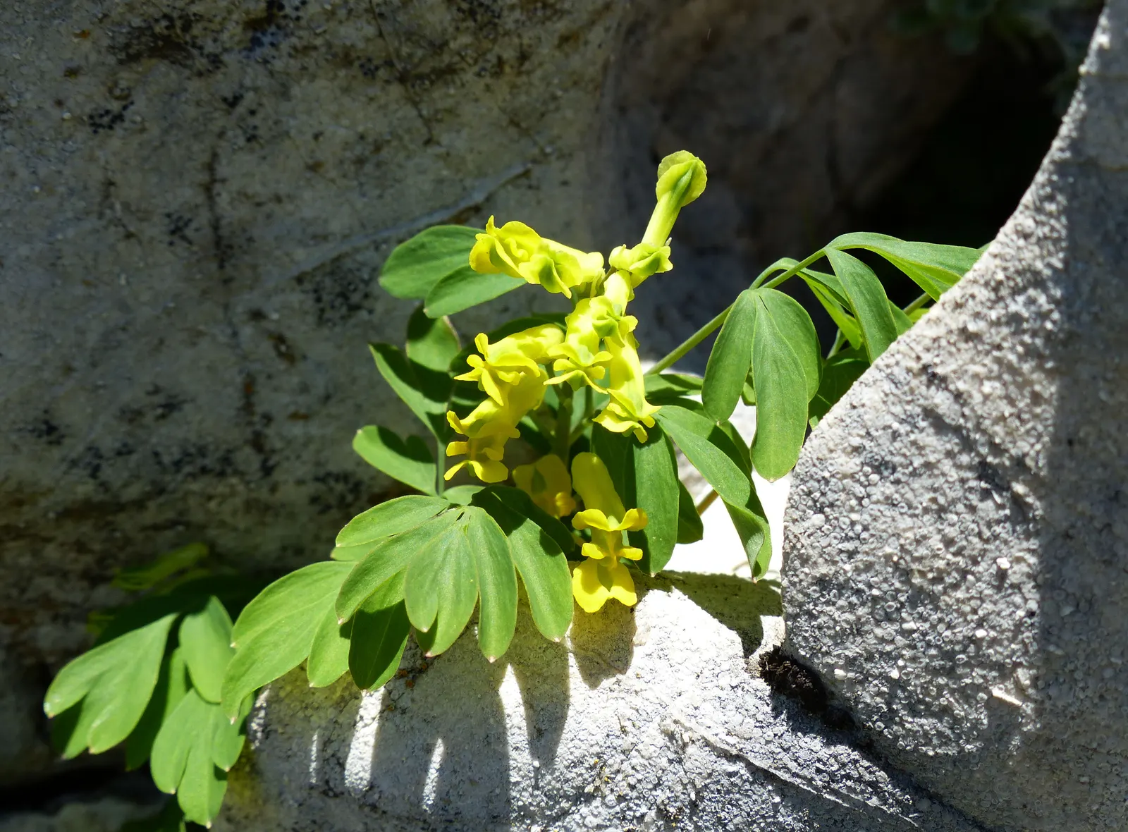 Yellow Corydalis (Corydalis Lutea) — Native to the alpine regions of Italy and Switzerland, this plant brings a touch of European charm to gardens, image 98