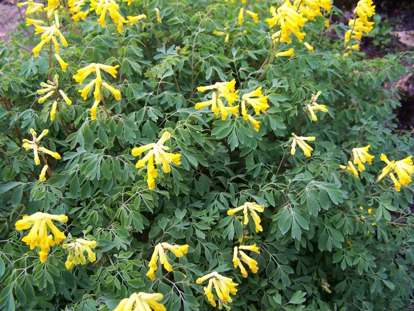 Yellow Corydalis (Corydalis Lutea) — perennial with yellow blooms