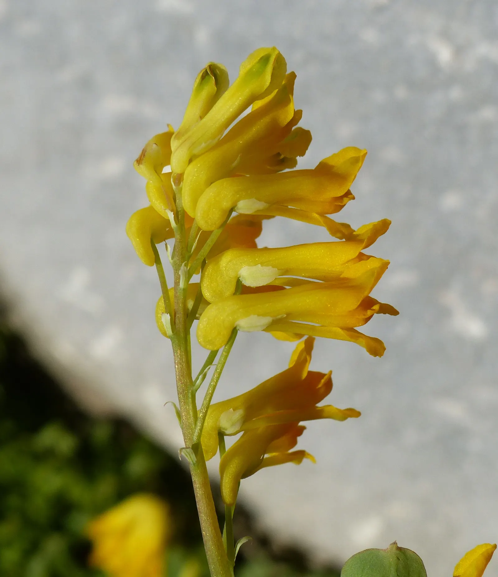 Yellow Corydalis (Corydalis Lutea) — making it an excellent choice for borders