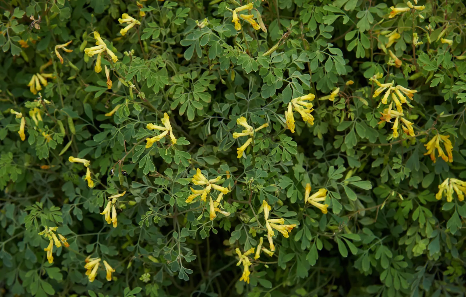 Yellow Corydalis (Corydalis Lutea) — tubular golden-yellow flowers; this low-maintenance plant provides continuous blooms from late spring to early, image 47