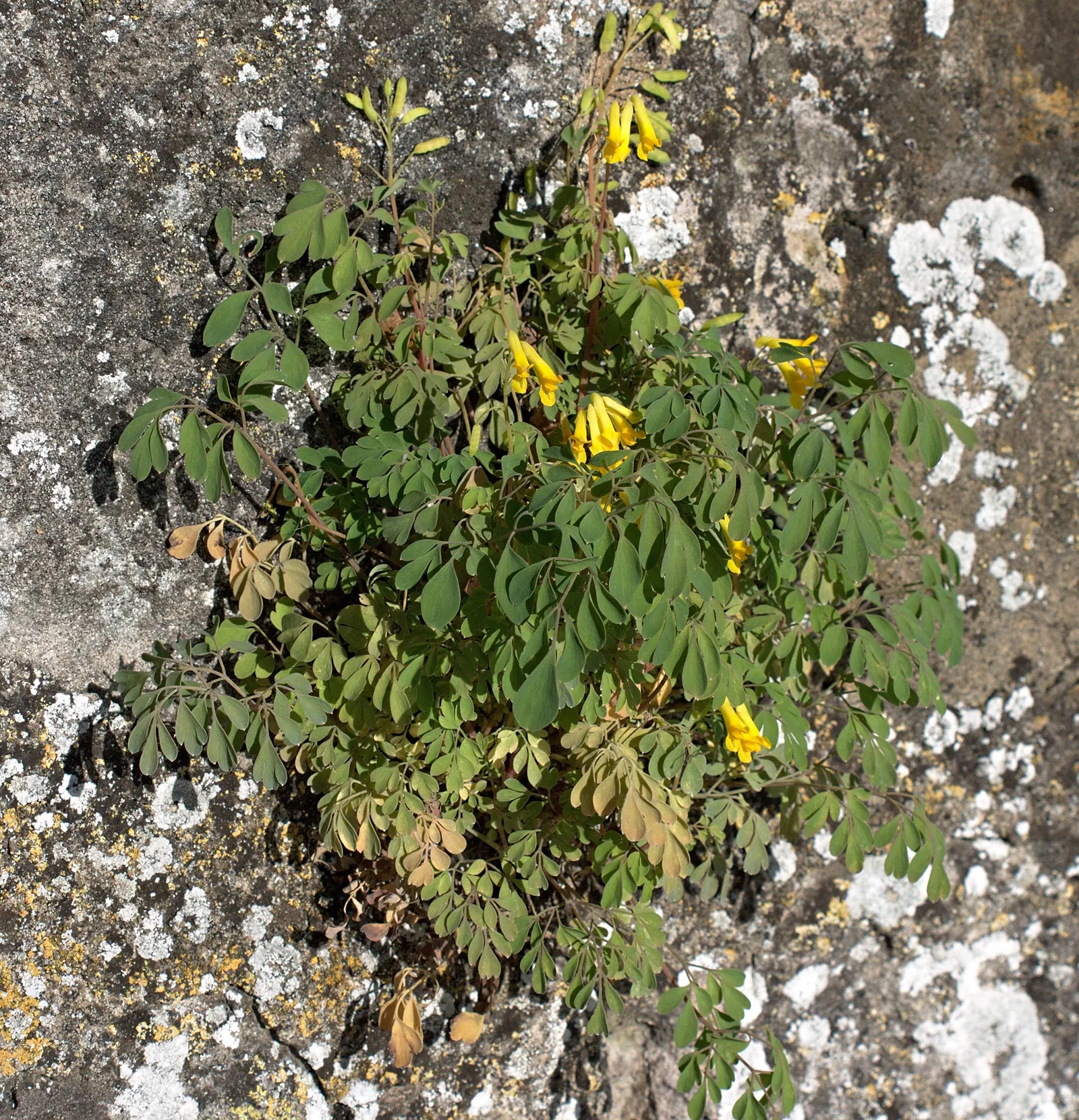 Yellow Corydalis (Corydalis Lutea) — Hardy in zones 5-7, it adapts well to a variety of soil conditions but prefers well-drained sites