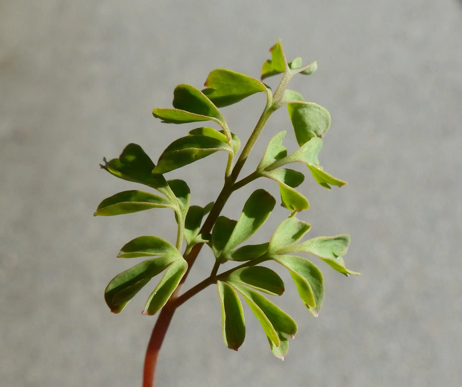 Yellow Corydalis (Corydalis Lutea) — It requires minimal care and is relatively free from diseases and pests; which is an added advantage in many, image 88