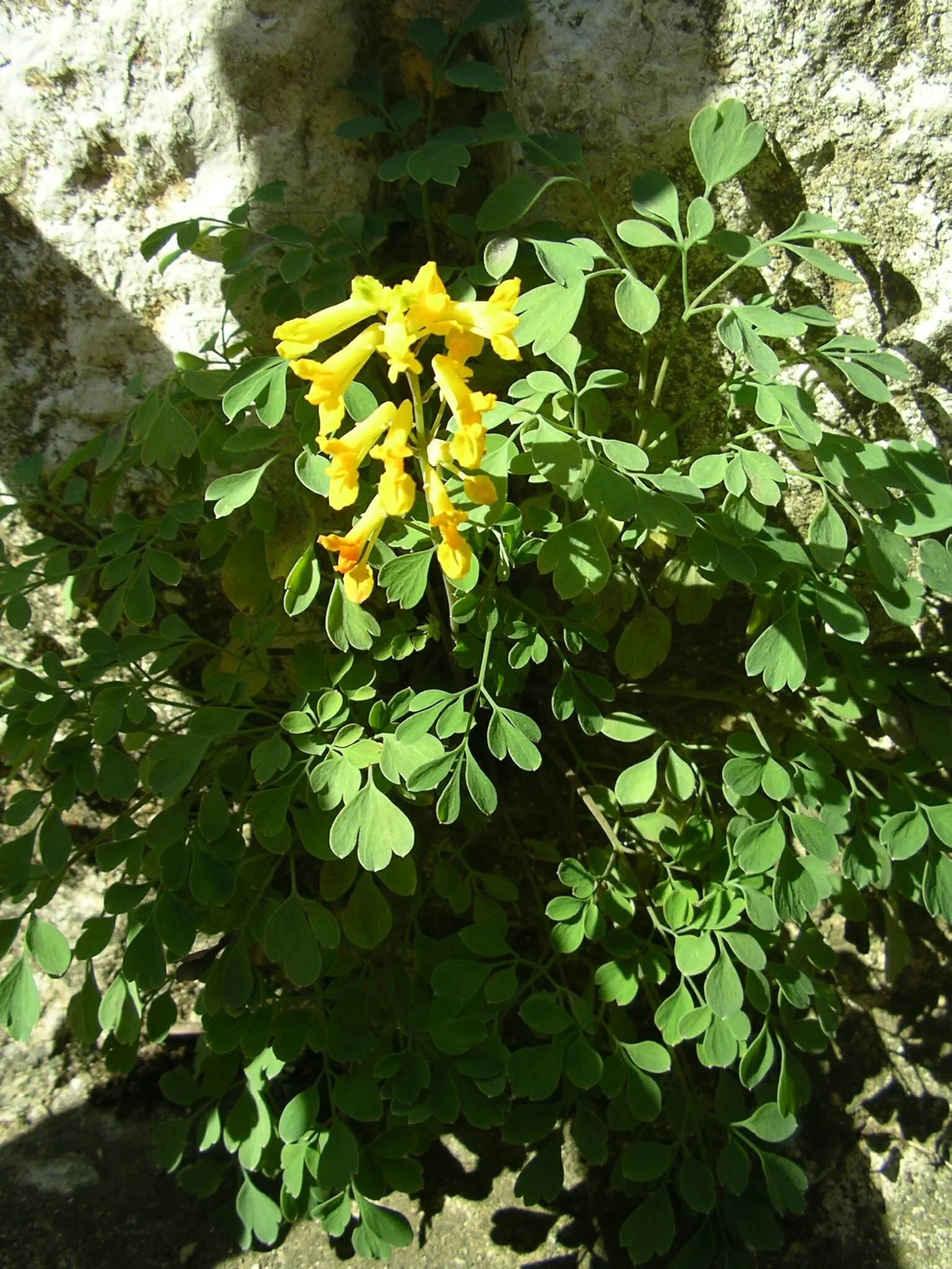 Yellow Corydalis (Corydalis Lutea) — or as an understory plant in light woodland settings; hardy in zones 5-7, it adapts well to a variety of soil conditions