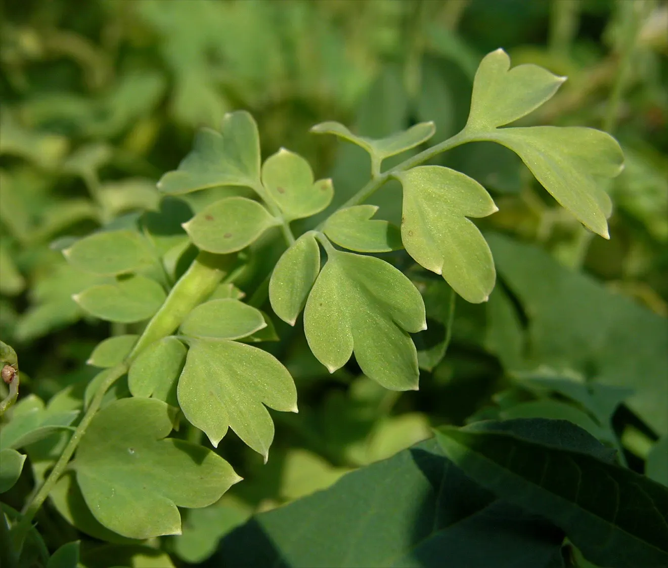 Yellow Corydalis (Corydalis Lutea) — or as an understory plant in light woodland settings