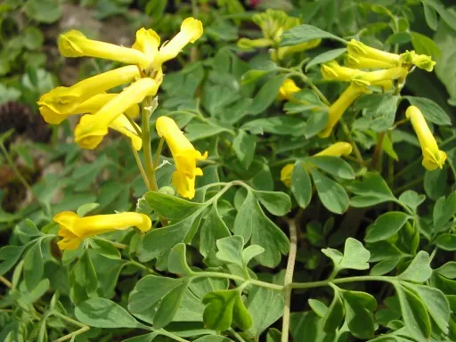Yellow Corydalis (Corydalis Lutea) — It flourishes in USDA hardiness zones 5 through 7