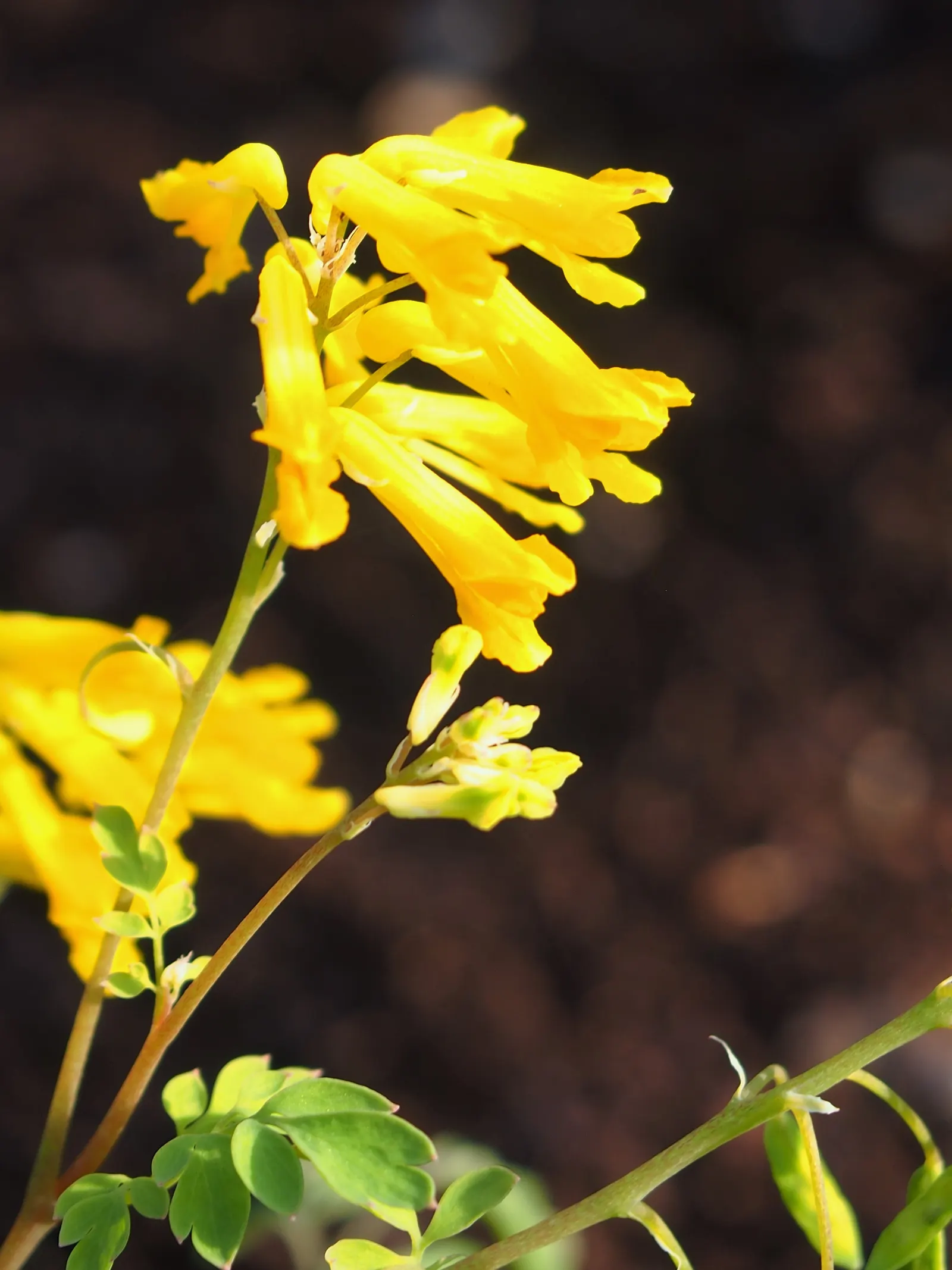 Yellow Corydalis (Corydalis Lutea) — making it a splendid choice for both novice gardeners and seasoned landscapers alike; perennial with yellow, image 66