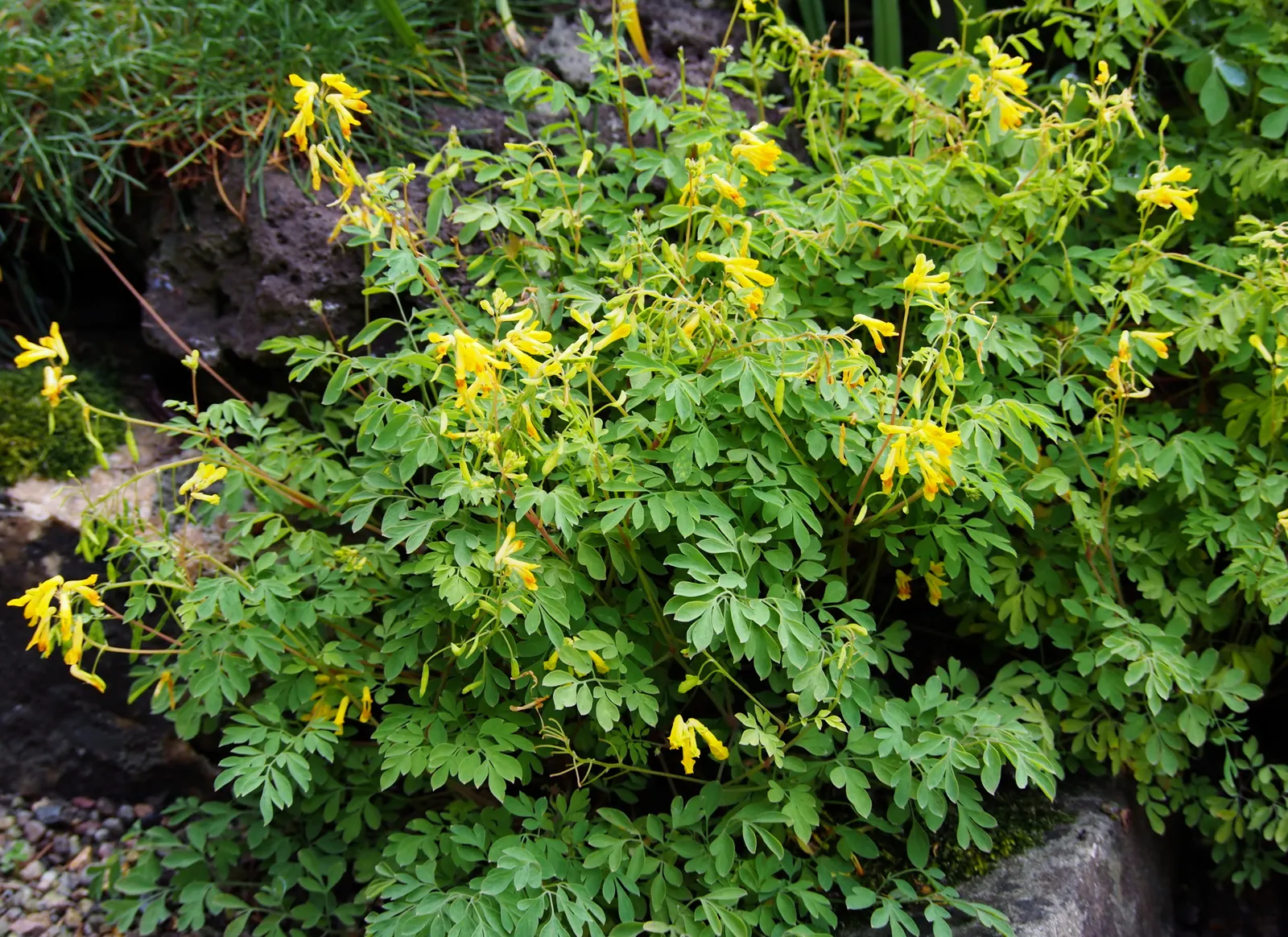 Yellow Corydalis (Corydalis Lutea) — These blooms sprout above the foliage on slender stems; ideal for rock gardens and woodland settings, image 83