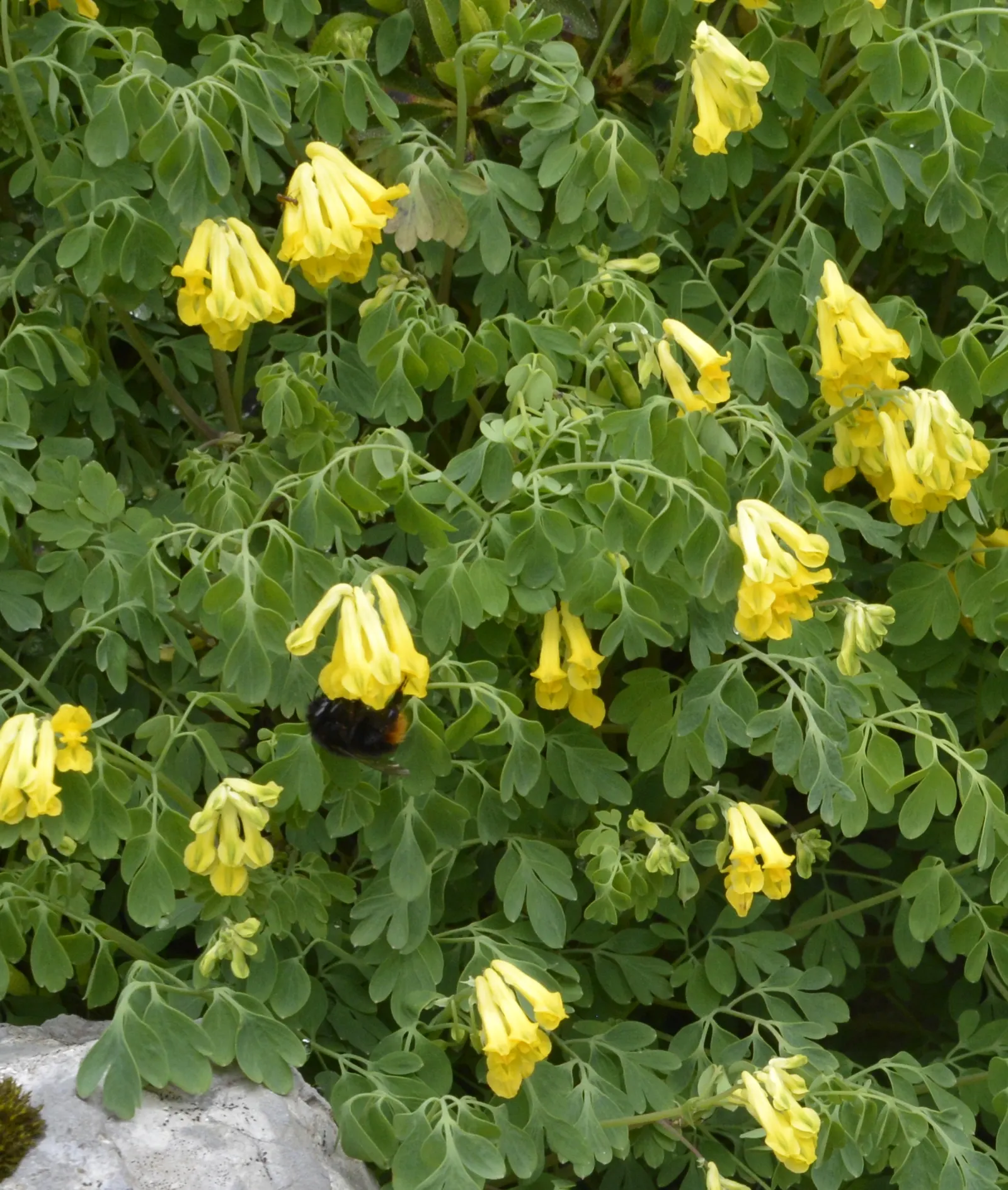 Yellow Corydalis (Corydalis Lutea) — Hardy in zones 5-7, it adapts well to a variety of soil conditions but prefers well-drained sites; yellow, image 74