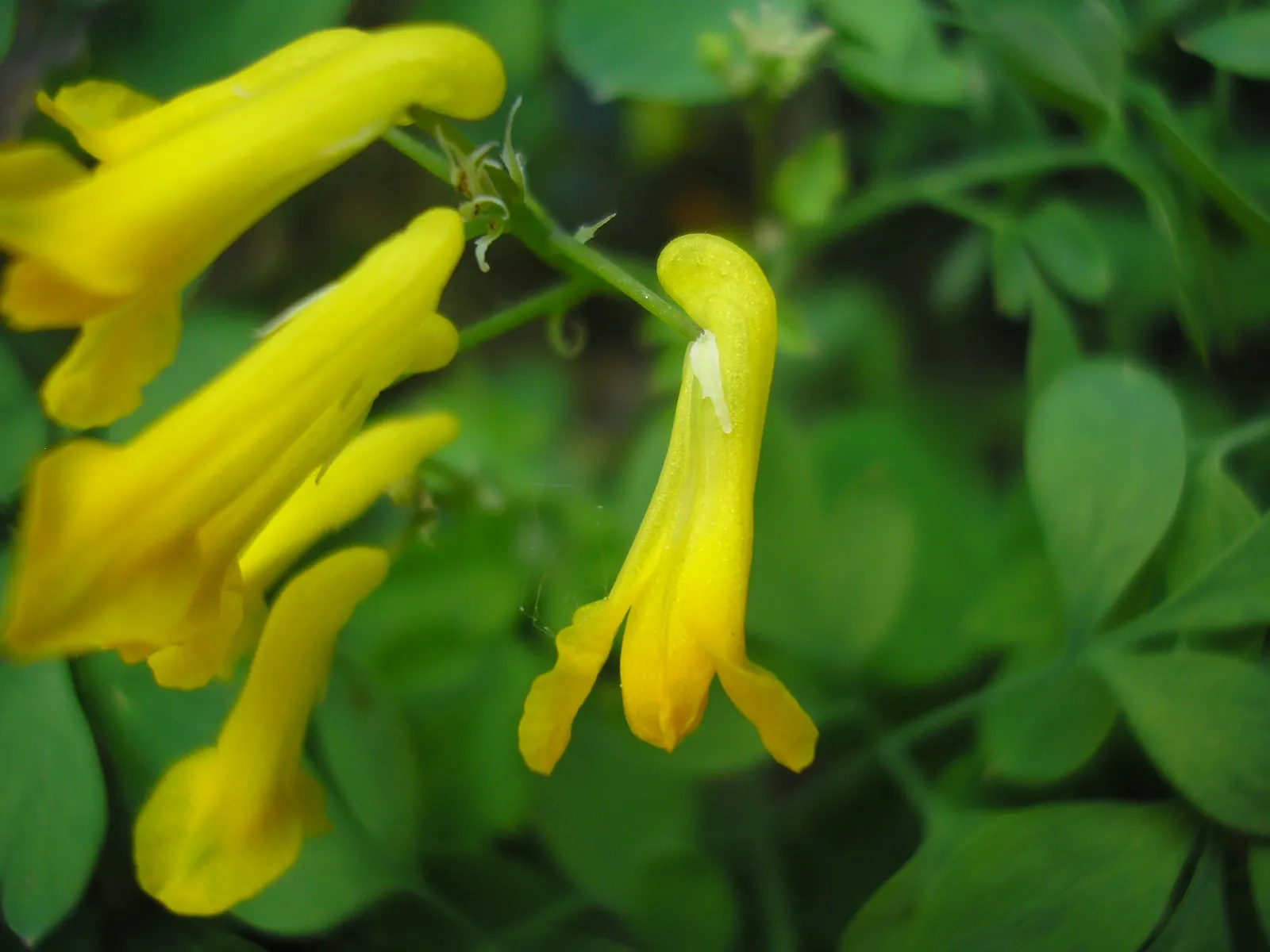 Yellow Corydalis (Corydalis Lutea) — perennial with yellow blooms; tubular flowers that are about 1 inch in size