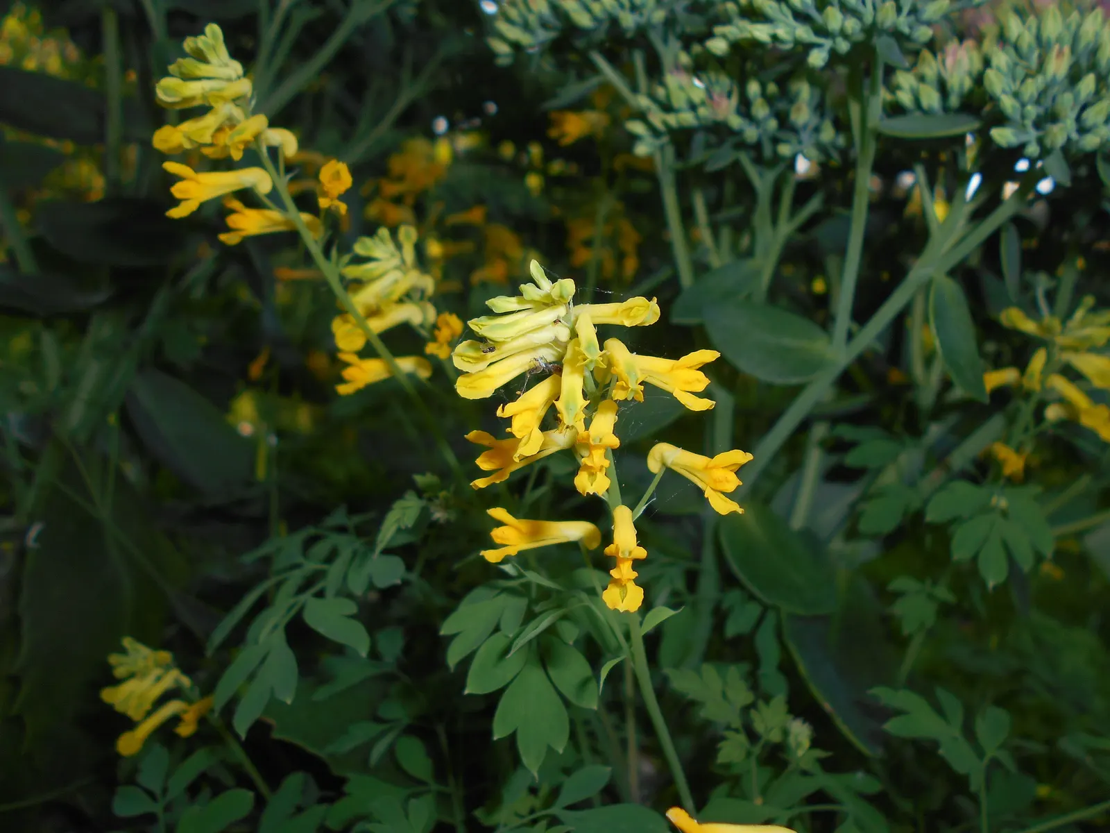 Yellow Corydalis (Corydalis Lutea) — Native to the alpine regions of Italy and Switzerland, this plant brings a touch of European charm to gardens, image 75