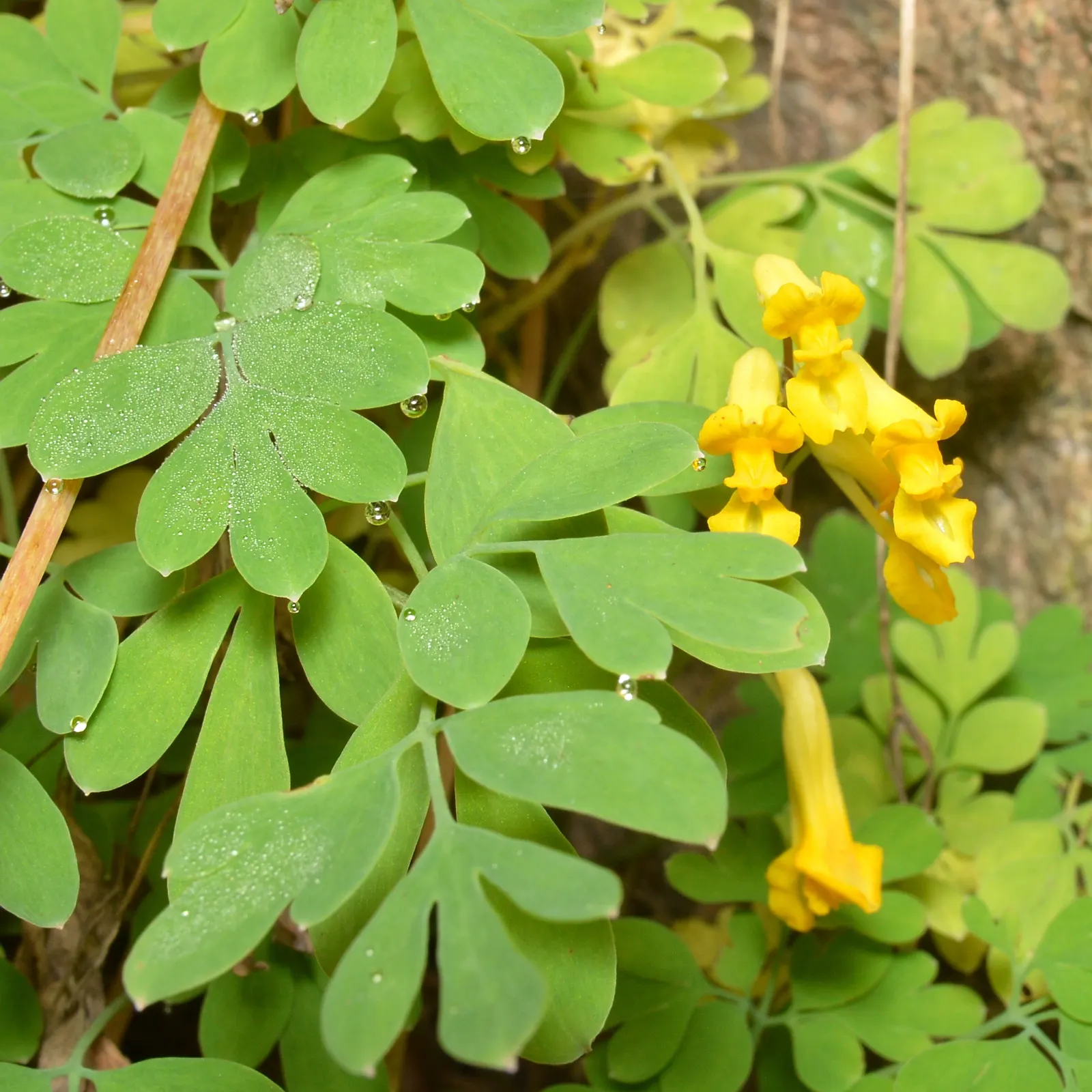 Yellow Corydalis (Corydalis Lutea) — When introducing Yellow Corydalis to a landscape design; tubular golden-yellow flowers