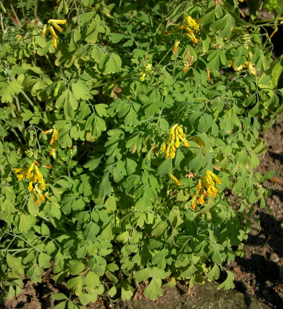 Yellow Corydalis (Corydalis Lutea) — which is an added advantage in many regions; making it an excellent choice for borders