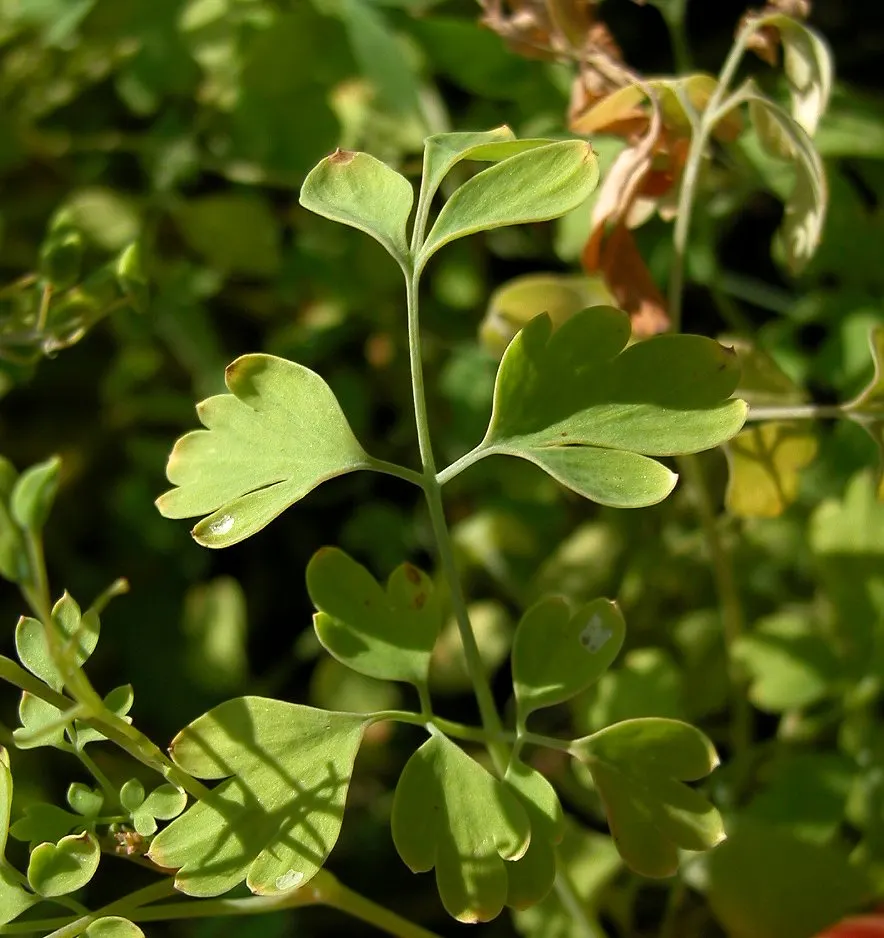 Yellow Corydalis (Corydalis Lutea) — Native to the alpine regions of Italy and Switzerland, this plant brings a touch of European charm to gardens