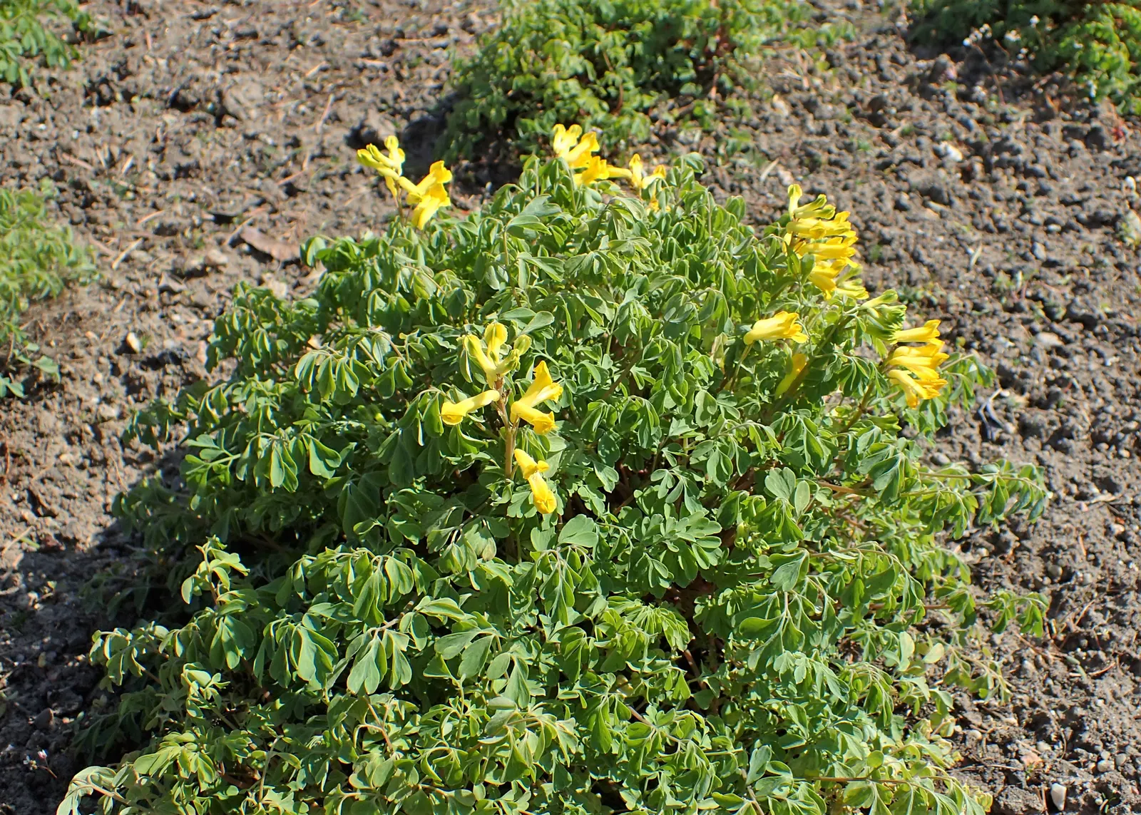 Yellow Corydalis (Corydalis Lutea) — perennial for half or shade; making it a splendid choice for both novice gardeners and seasoned landscapers alike