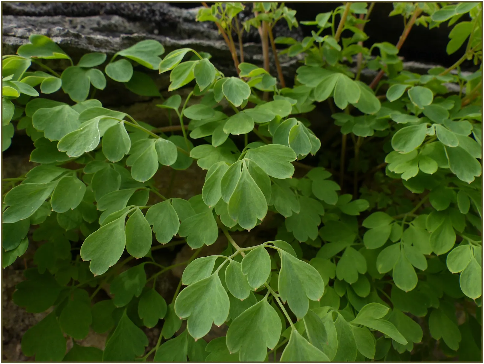 Yellow Corydalis (Corydalis Lutea) — perennial with yellow blooms; tubular flowers that are about 1 inch in size, image 68