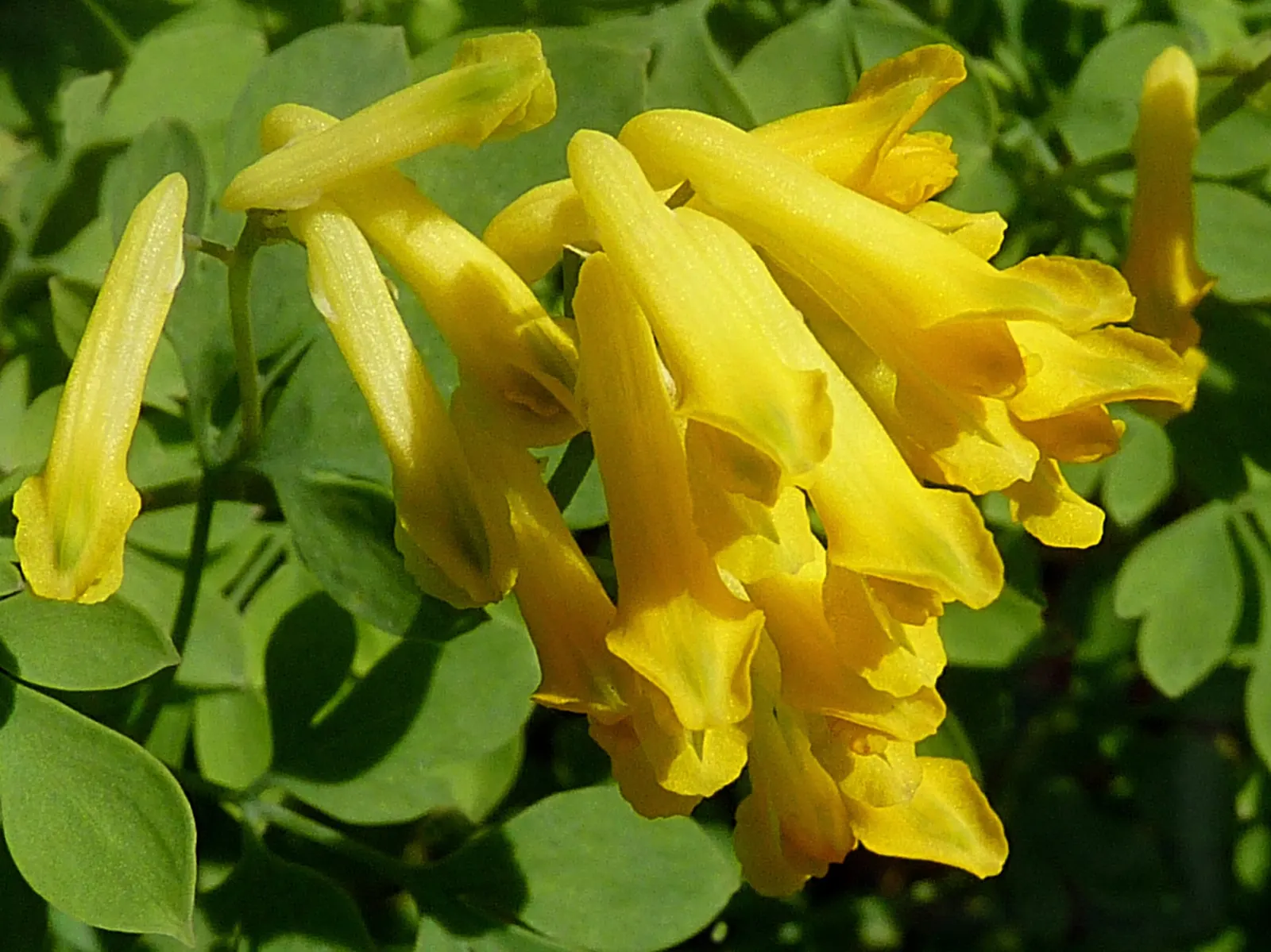Yellow Corydalis (Corydalis Lutea) — Moreover, it readily self-seeds under optimal conditions, ensuring a continual presence in the garden