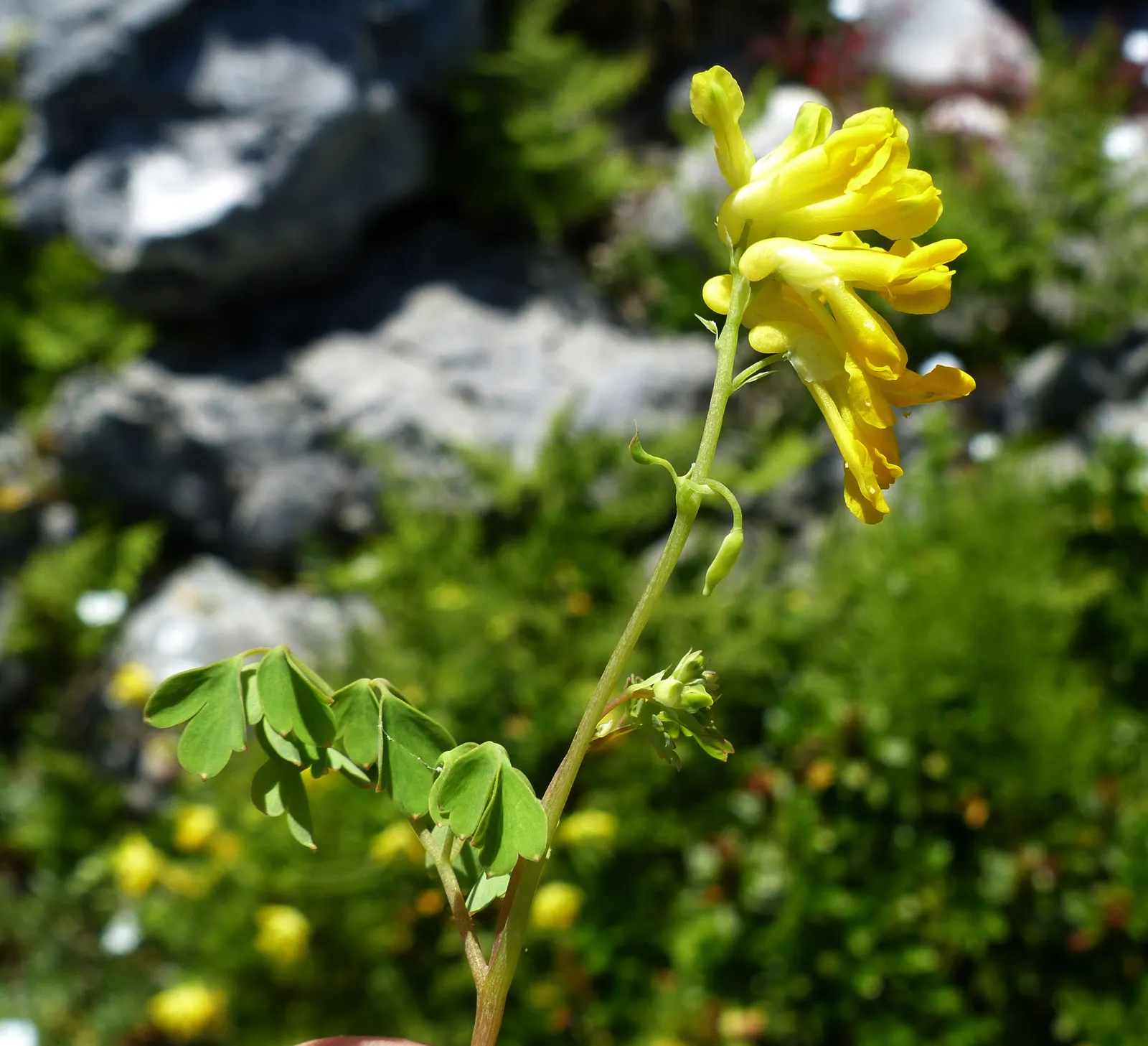 Yellow Corydalis (Corydalis Lutea) — or as an understory plant in light woodland settings; hardy in zones 5-7, it adapts well to a variety of soil, image 103