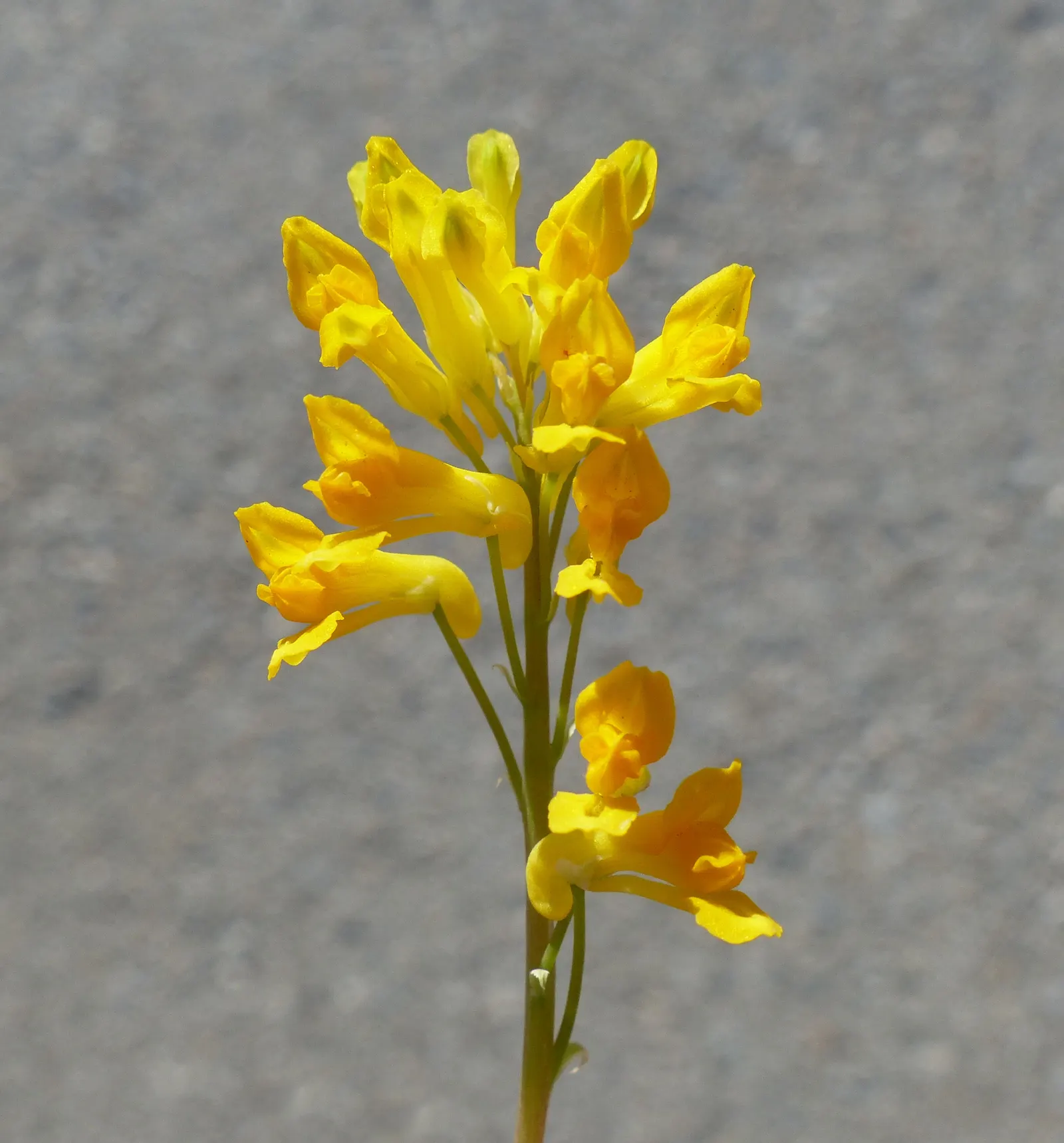 Yellow Corydalis (Corydalis Lutea) — perennial for half or shade