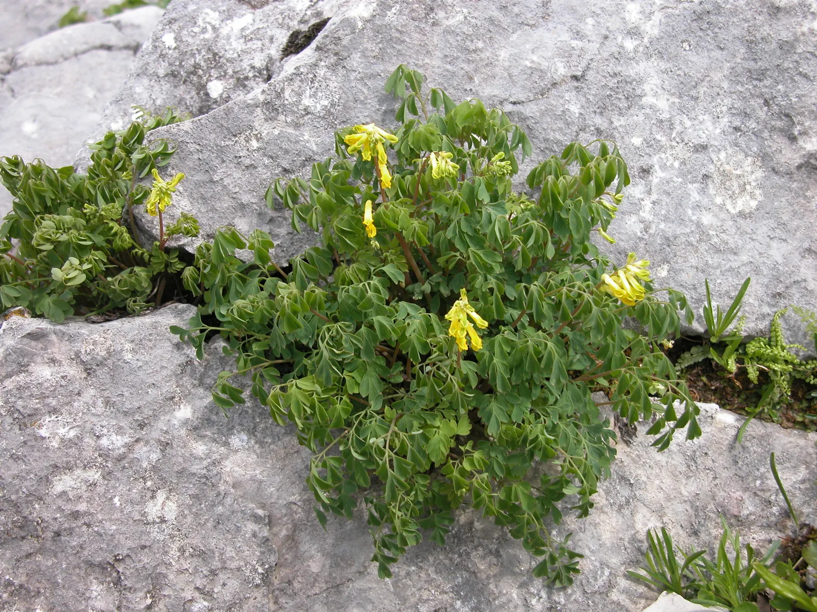 Yellow Corydalis (Corydalis Lutea) — tubular flowers that are about 1 inch in size; it requires minimal care and is relatively free from diseases, image 82