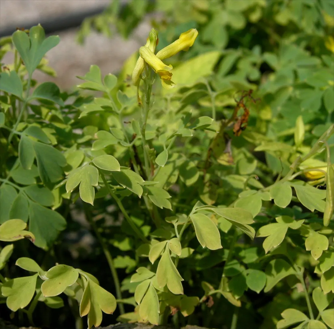 Yellow Corydalis (Corydalis Lutea) — which is an added advantage in many regions
