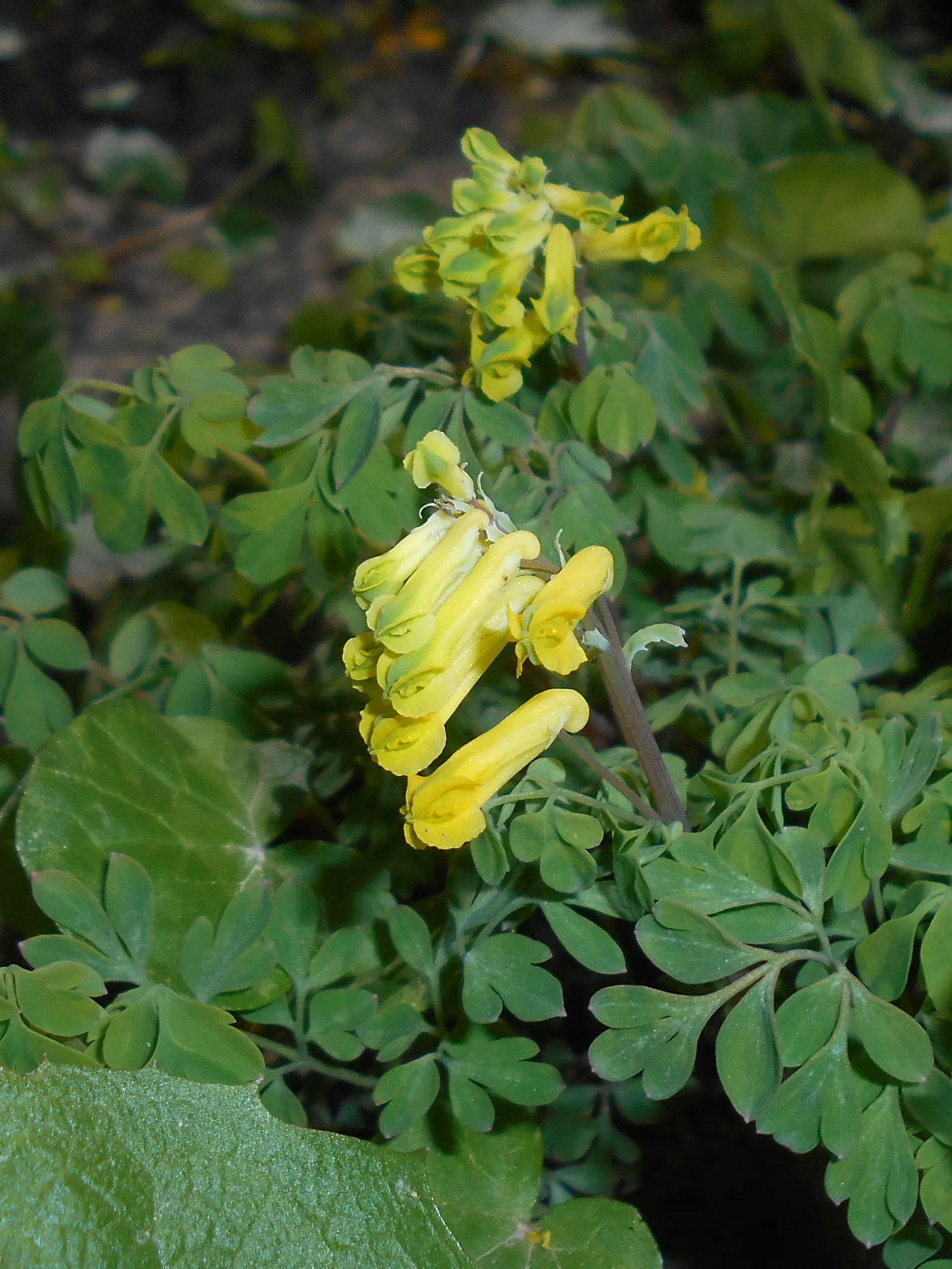 Yellow Corydalis (Corydalis Lutea) — making it a splendid choice for both novice gardeners and seasoned landscapers alike