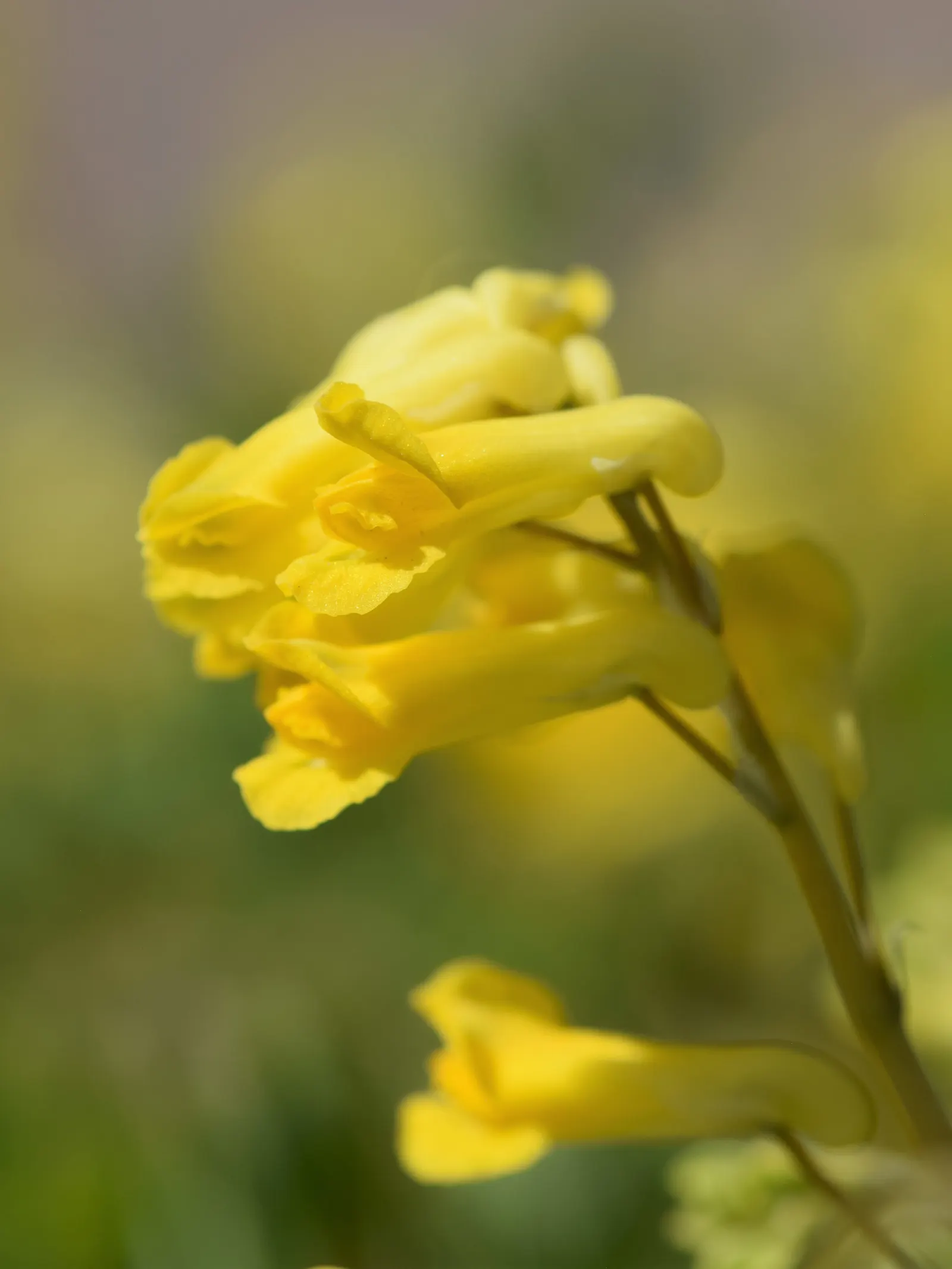Yellow Corydalis (Corydalis Lutea) — demonstrating a robust cold-hardiness.<br><br>Typically; it flourishes in USDA hardiness zones 5 through 7