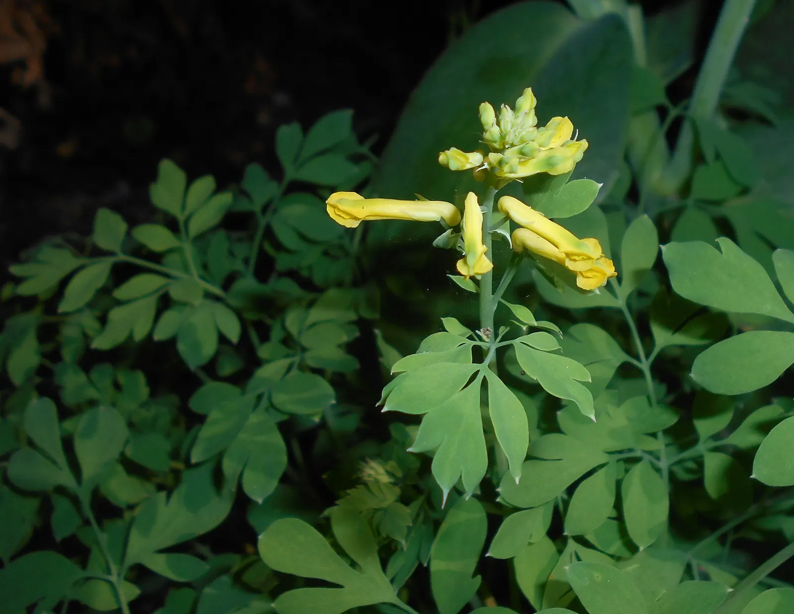 Yellow Corydalis (Corydalis Lutea) — tubular golden-yellow flowers; this low-maintenance plant provides continuous blooms from late spring to early fall