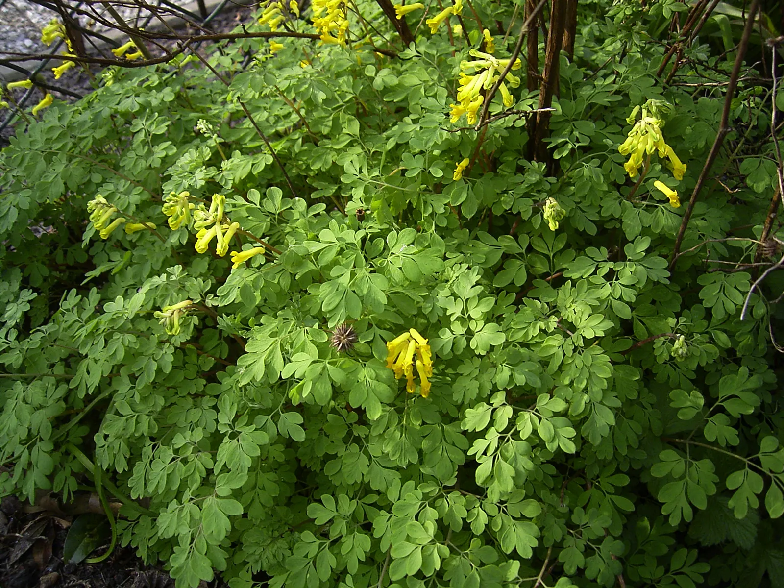 Yellow Corydalis (Corydalis Lutea) — Moreover, it readily self-seeds under optimal conditions, ensuring a continual presence in the garden; when introducing