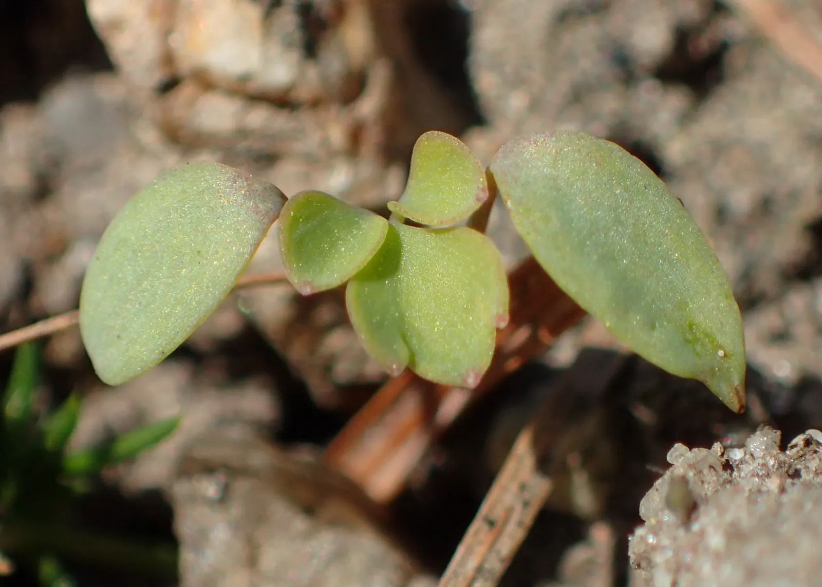 Yellow Corydalis (Corydalis Lutea) — Thriving in partial to full shade, it reaches 12-15 inches in height and spreads approximately 12 inches wide, image 71
