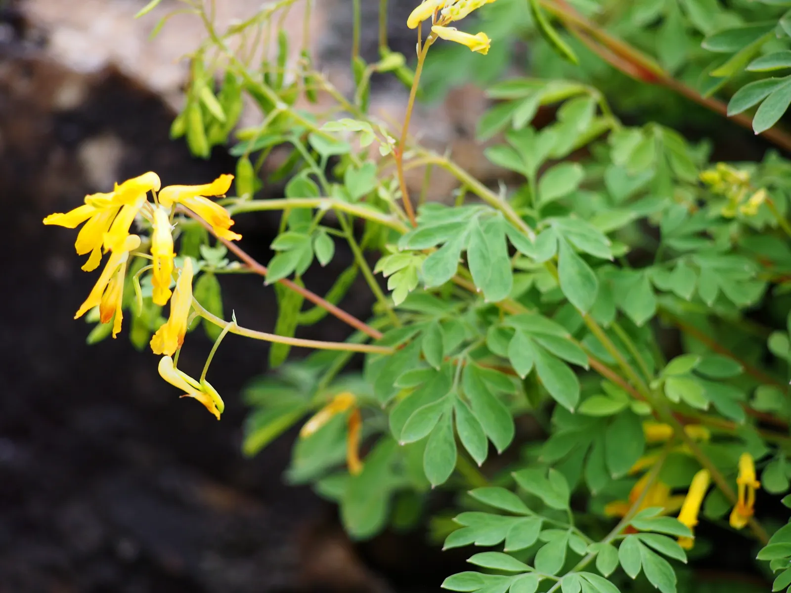 Yellow Corydalis (Corydalis Lutea) — yellow flowers in the garden; native to the alpine regions of Italy and Switzerland, this plant brings a touch of European