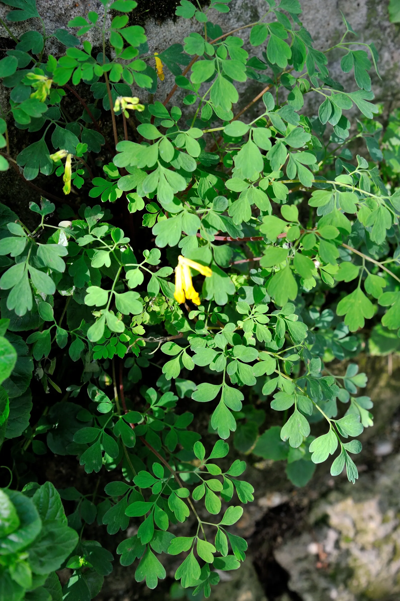 Yellow Corydalis (Corydalis Lutea) — tubular golden-yellow flowers; this low-maintenance plant provides continuous blooms from late spring to early, image 93