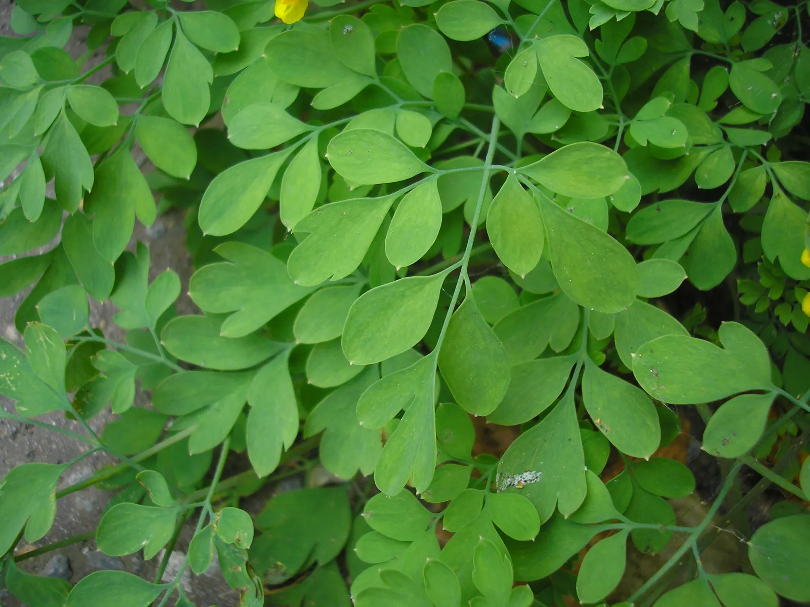 Yellow Corydalis (Corydalis Lutea) — tubular flowers that are about 1 inch in size; it requires minimal care and is relatively free from diseases, image 105