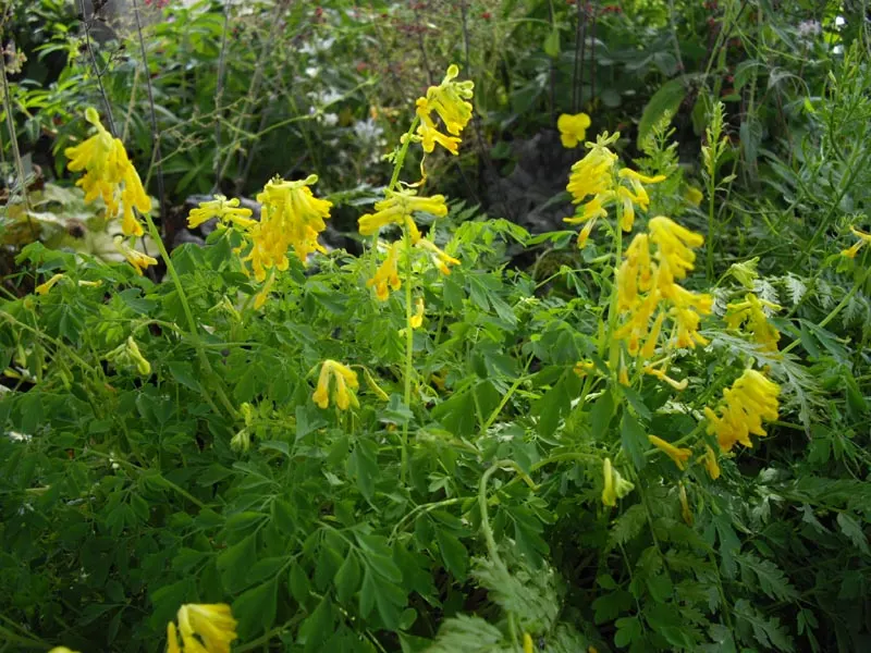 Yellow Corydalis (Corydalis Lutea) — Hardy in zones 5-7, it adapts well to a variety of soil conditions but prefers well-drained sites; yellow Corydalis