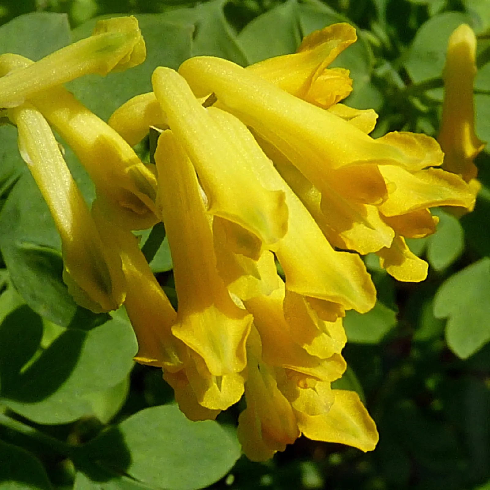 Yellow Corydalis (Corydalis Lutea) — Ideal for rock gardens and woodland settings; consider its ability to naturalize and provide a pop of color, image 49