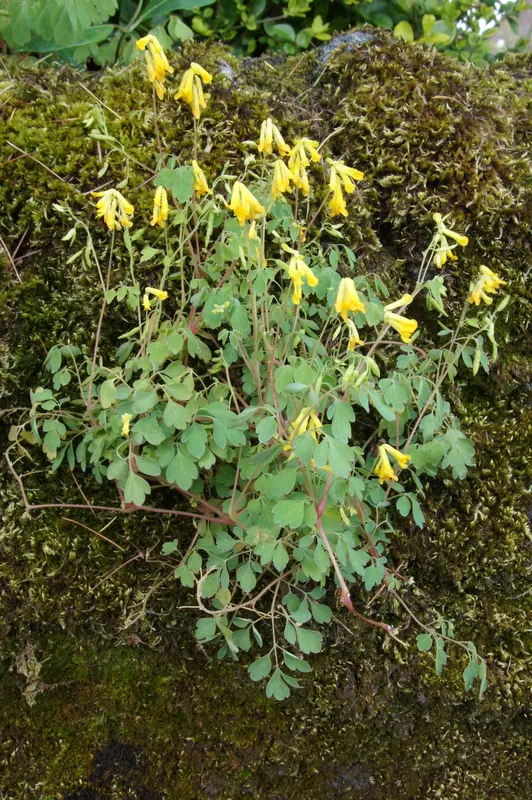 Yellow Corydalis (Corydalis Lutea) — consider its ability to naturalize and provide a pop of color among other shade-loving perennials, image 64