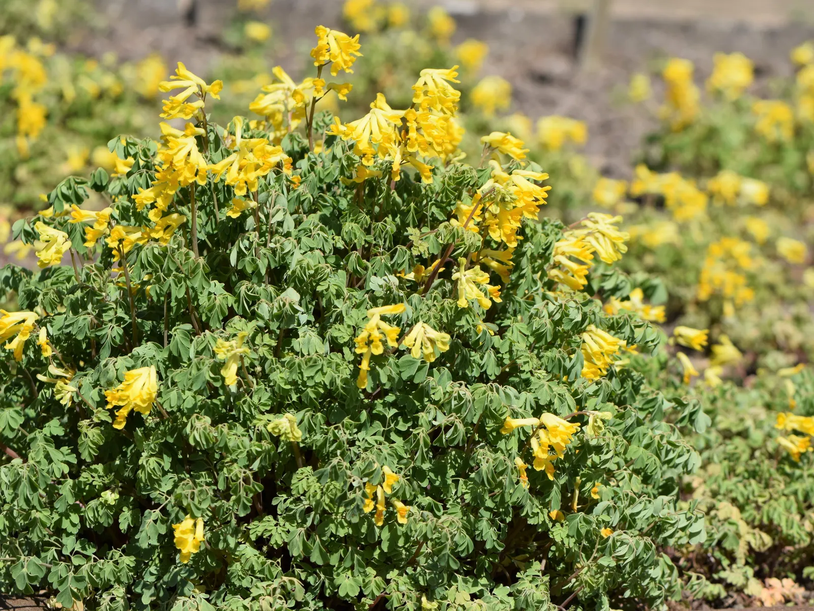 Yellow Corydalis (Corydalis Lutea) — this low-maintenance plant provides continuous blooms from late spring to early fall