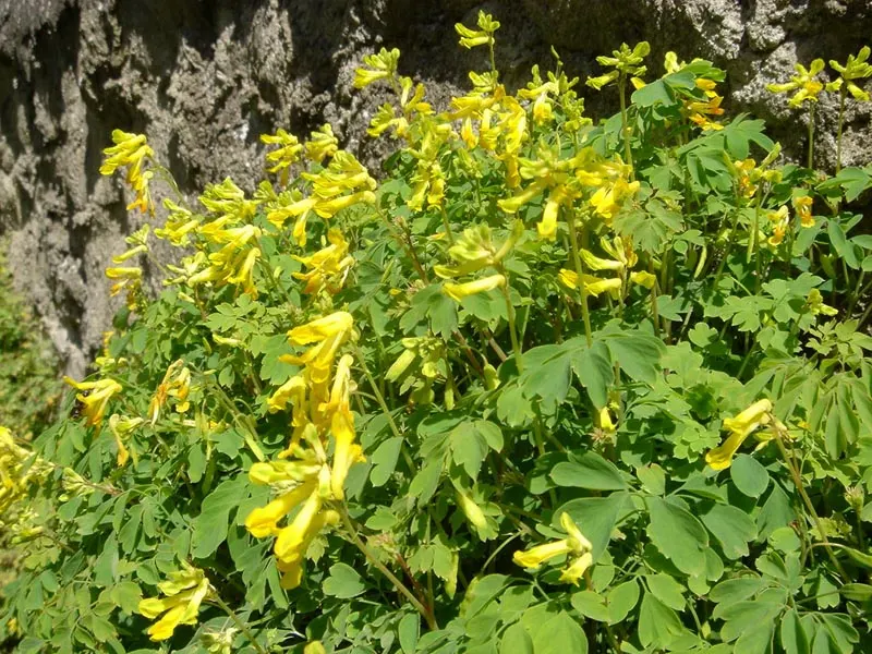 Yellow Corydalis (Corydalis Lutea) — perennial for half or shade; making it a splendid choice for both novice gardeners and seasoned landscapers, image 69