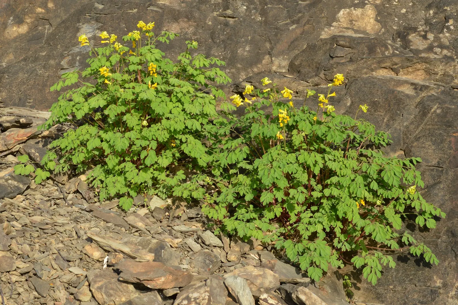 Yellow Corydalis (Corydalis Lutea) — making it an excellent choice for borders; yellow flowers in the garden, image 79