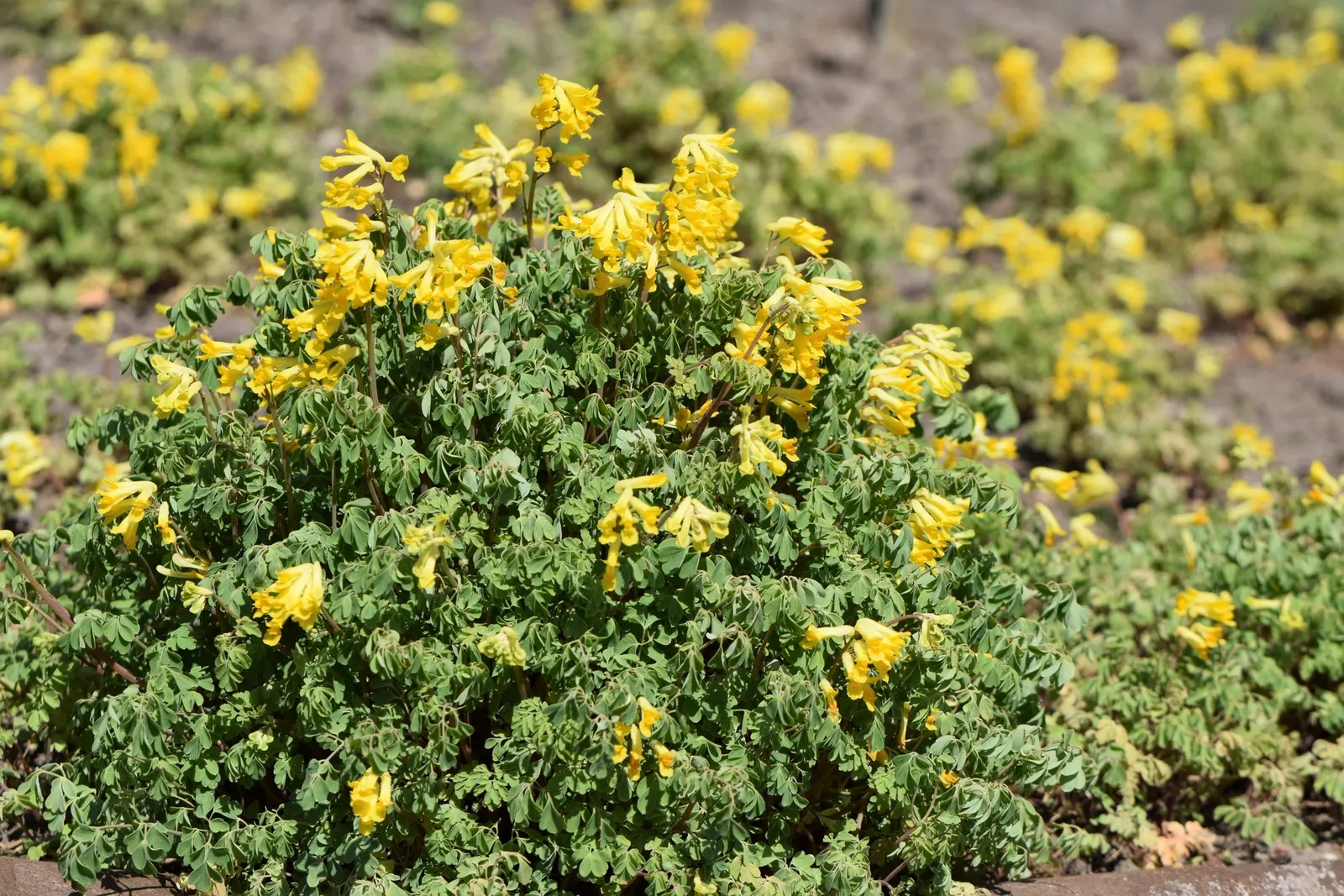 Yellow Corydalis (Corydalis Lutea) — making it a splendid choice for both novice gardeners and seasoned landscapers alike; perennial with yellow blooms