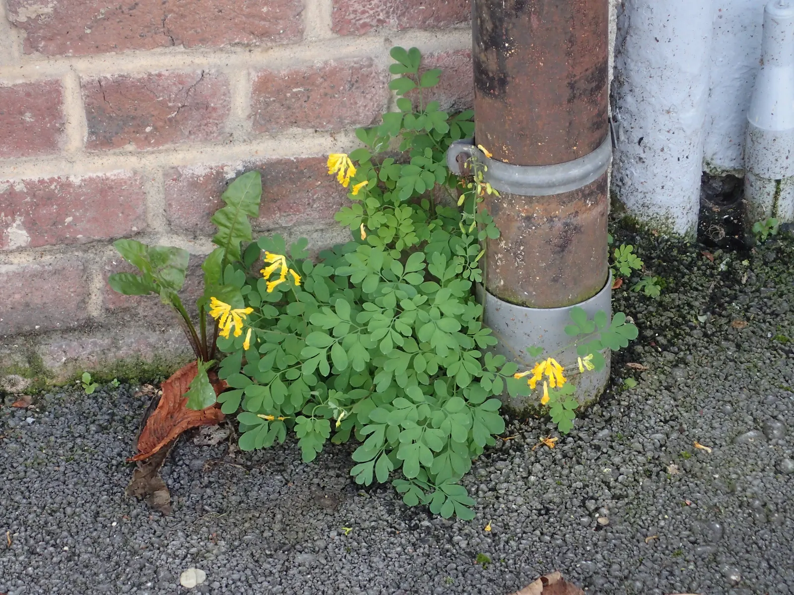 Yellow Corydalis (Corydalis Lutea) — making it a splendid choice for both novice gardeners and seasoned landscapers alike; perennial with yellow, image 89