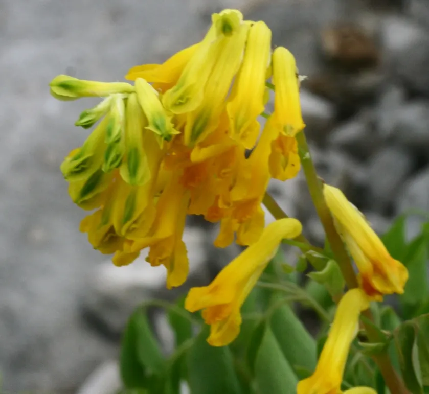 Yellow Corydalis (Corydalis Lutea) — It flourishes in USDA hardiness zones 5 through 7; perennial for half or shade, image 99