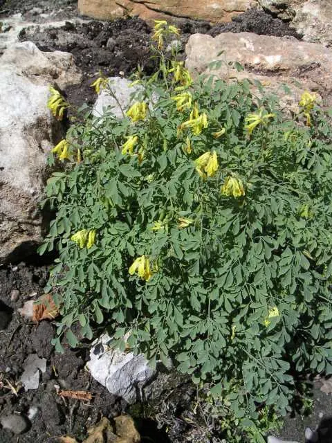 Yellow Corydalis (Corydalis Lutea) — Yellow Corydalis reaches a modest height of 12 to 18 inches with a similar spread; these blooms sprout above, image 55